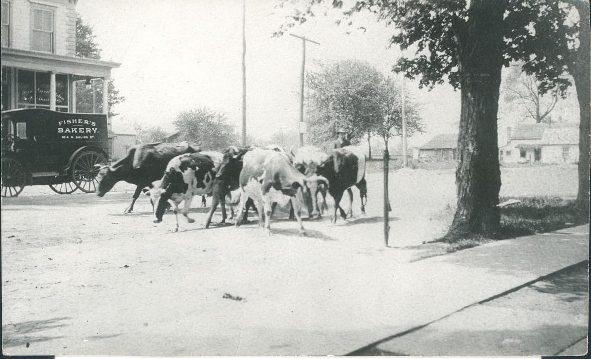 Black-and-white photograph of cattle being driven along a dirt road past a storefront, with a horse-drawn delivery wagon lettered Fisher’s Bakery standing at the roadside.